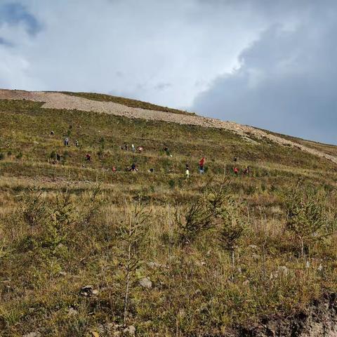 金秋忙植绿  奋力造青山