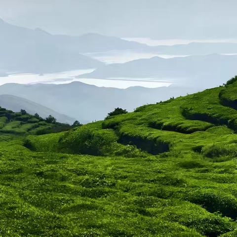 福鼎茶山研学｜这个9月，尔雅轩带您深入原产地深入学习福鼎白茶