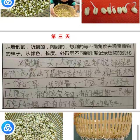 我是小小观察员