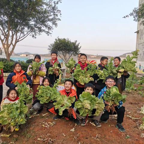 【生活即教育.劳动助成长】——小江镇中心小学四2班“向上田园”变形记