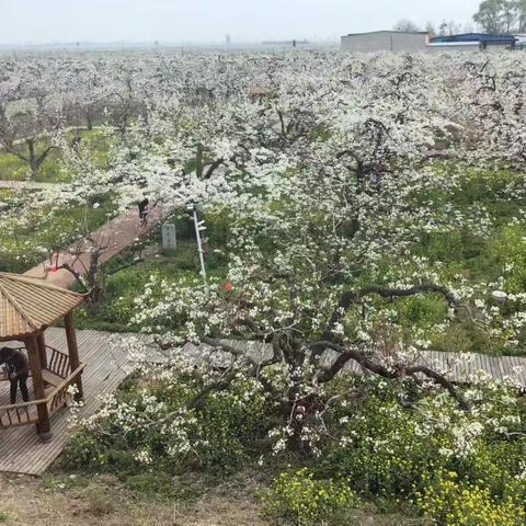 韩永洁专家服务基地在行动                          ——赏梨花，我为藁城代言