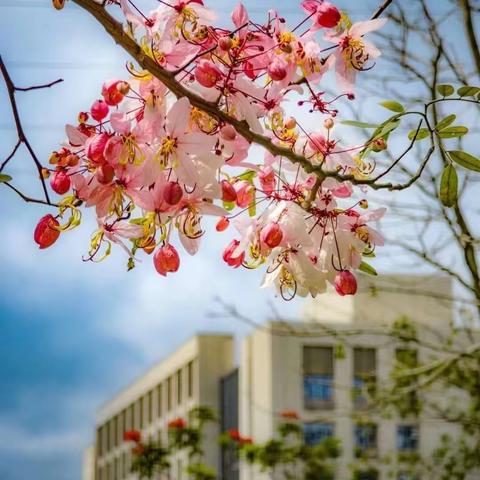 用摄影留住春天