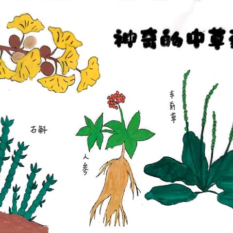 药香飘入画  中药传入心