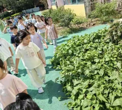 课程故事：“空”出时间，种下好奇“心”