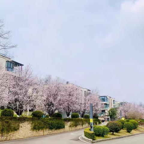 山外山物业三月份服务动态