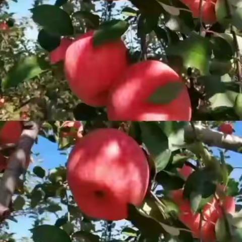 山西省吉县苹果🍎🍎😍丰收啦！