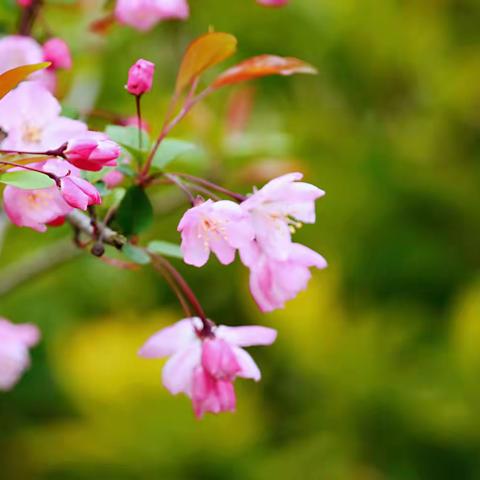 心动！春天的温柔绽放在瑶海湾的枝头