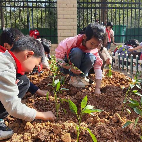 万象“耕”新，不负春光——堆子前平安希望小学劳动教育实践基地春耕活动