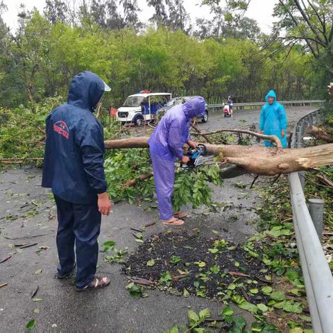 黎安镇路长办积极应对台风“蝴蝶” 全力清理倒伏树木保障通行