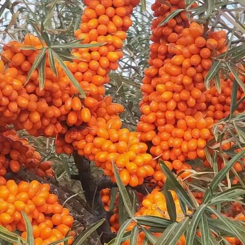 “遇见沙棘、播种希望”大二班植物角活动