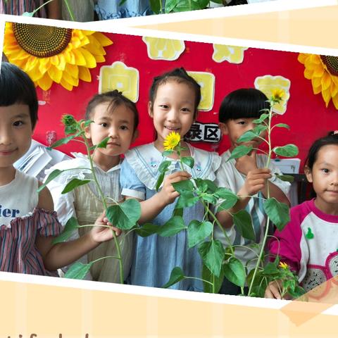“我与向日葵的成长故事”——青河镇第一幼儿园大二班植物角主题活动