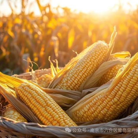 遇见玉米🌽