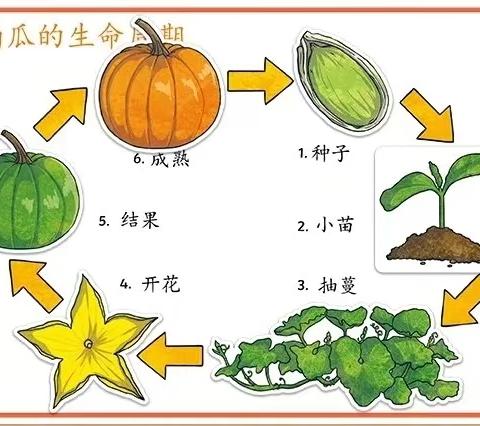 “南”得遇见，“瓜”趣横生—利津县陈庄镇付窝幼儿园生成活动后续