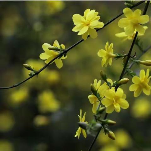 “语”时俱进，“研”无止境        2023年秋学期语文组教研总结                长丰县下塘中心学校