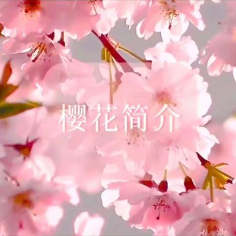 金色天华教育“樱花树下的小作文”