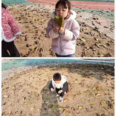 你好🍃树叶——区一幼中四班班本课程