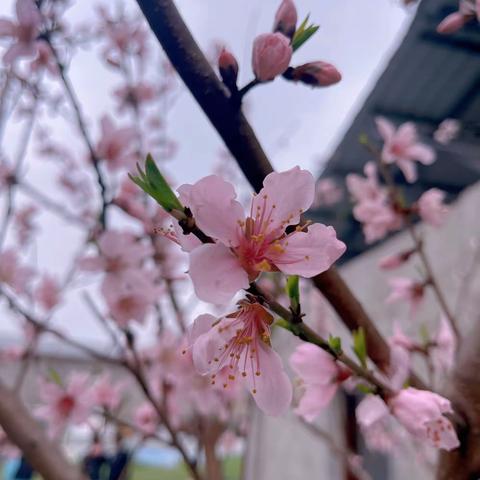 遇见油菜花