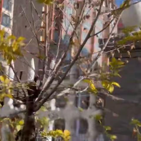 【放手游戏   发现儿童】市二幼“羚动”游戏故事分享——趣玩小树林（中一班）