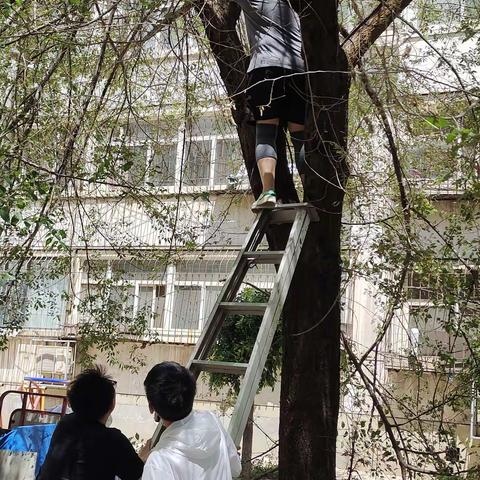 建国街街道新建街社区：砍树消除隐患 确保居民安全