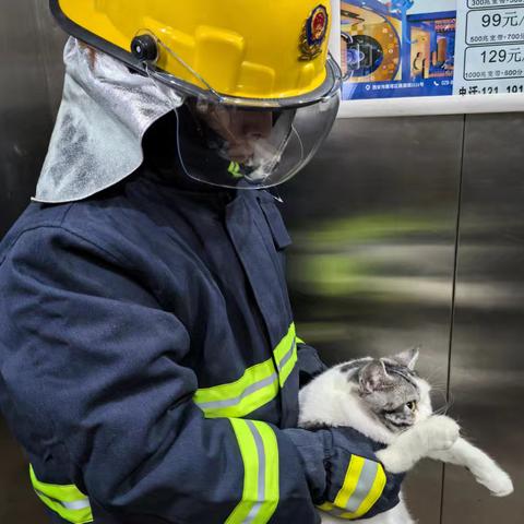 消除隐患显温情，猫咪有了“临时之家”——三兴鑫苑社区节前妥善处理楼道“闹心猫”