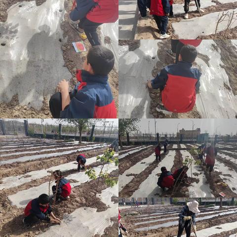 劳动砺心志  实践促成长—五十一团第二小学端午节劳动基地实践活动