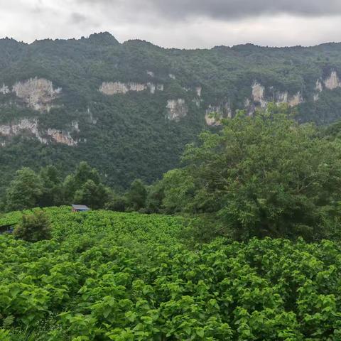 天桥镇河闪渡村：桑园养殖开辟乡村振兴新“鸡”遇