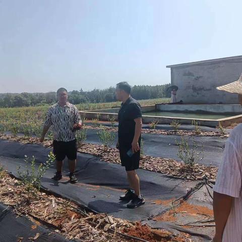 詹圩镇曾家村:蓝莓基地指导施肥技术   助力蓝莓产业增收