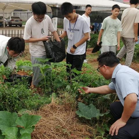 欢乐收获 幸福成长——芦溪镇路新学校开展劳动实践活动