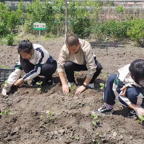 劳动播种希望 实践收获真知——大庆市第四十三中学开展劳动实践种植活动