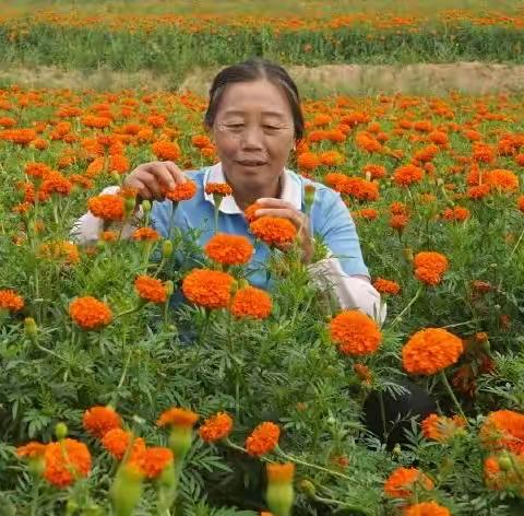 花团锦簇，共贺双节～园林中心国庆中秋摆放花坛