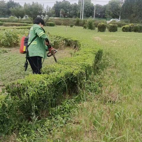 假期“我在岗”，守护沙河绿