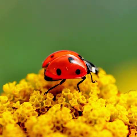 鄌郚镇龙海幼儿园中二班《七星瓢虫🐞》主题活动