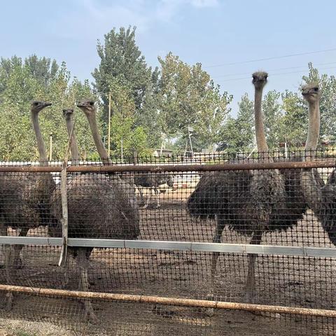 童之梦幼儿园 探秘鸵鸟基地，感受奇妙自然