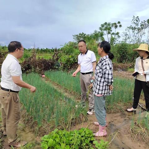 昌江县现代农业发展服务中心持续组织开展菜篮子基地灾后恢复生产技术指导工作