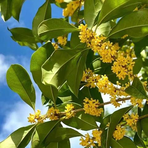 遇见珍"桂″，留下珍贵一一石牛幼儿园大班主题教学活动