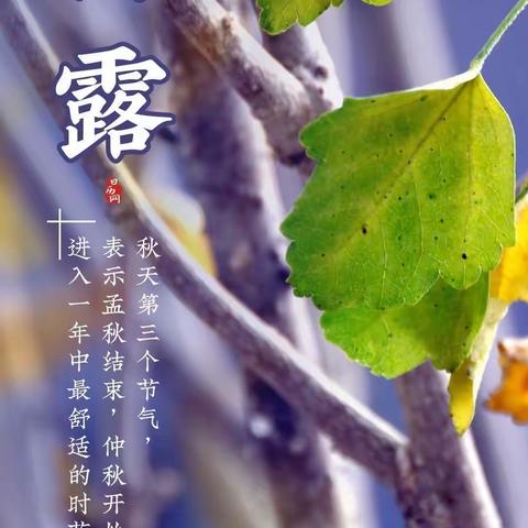 白露为霜，风起秋凉——二十四节气之白露【许昌市东城区童心幼儿园】大六班节气主题活动