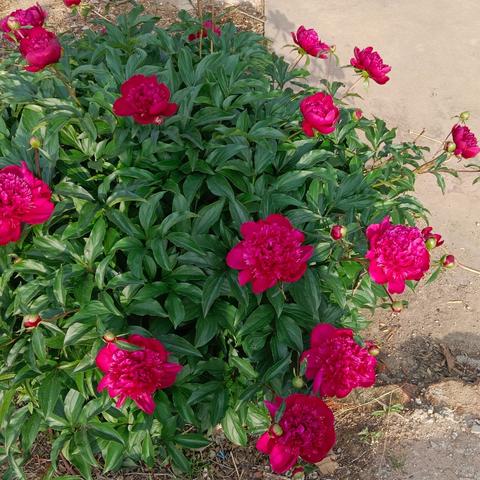 青山前村开展禁毒清除活动