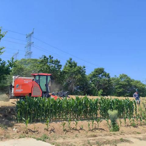 现代农业机械化收割的丰收图景