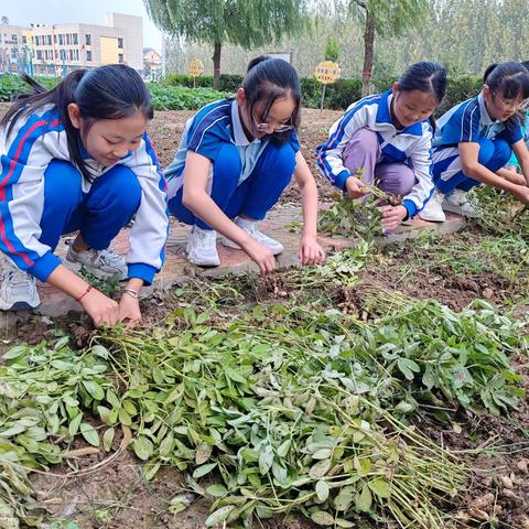 师生同乐收花生 劳动课程育新苗               ----崇文小学劳动教育之收花生篇