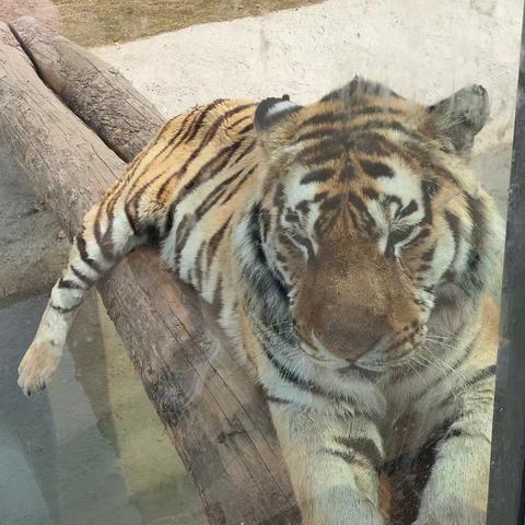 神雕回来不看动物世界——威海西霞口神雕山野生动物亲子游