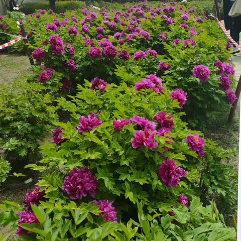 最具文化气息的自怡园