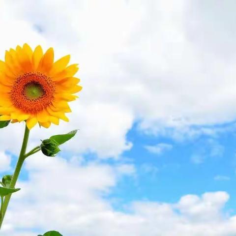 季忆留夏，逐梦而行——葵花绽放记之文峰小学2017级1班2023春学期班级工作总结