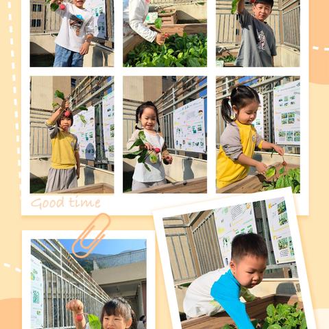 樱桃萝卜的故事