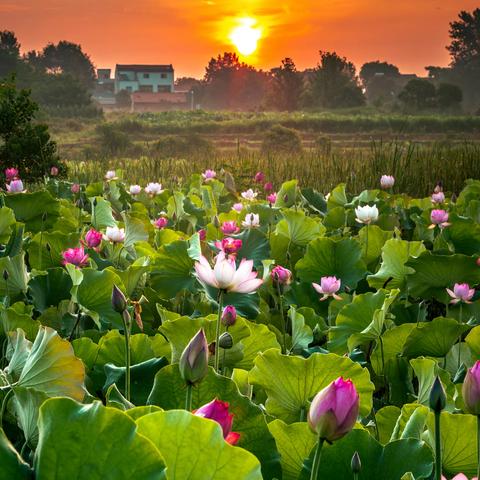 接天莲叶无穷碧，映日荷花别样红