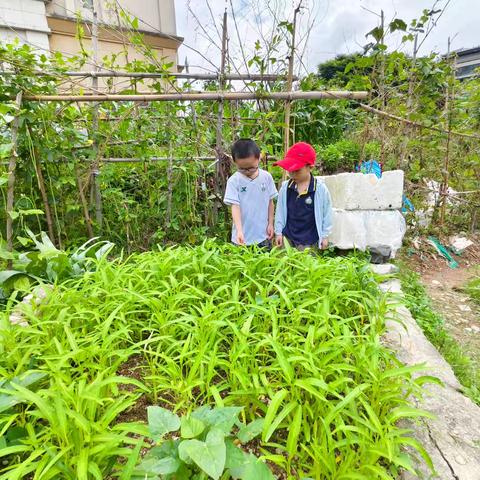 丁溪幼儿园家庭小分队在行动——采摘空心菜