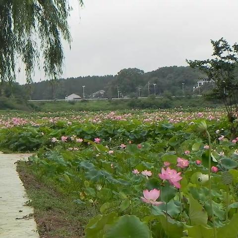 周末有闲，乃驱车去山水莲花，为其艳所惑。美丽乡村名不虚传