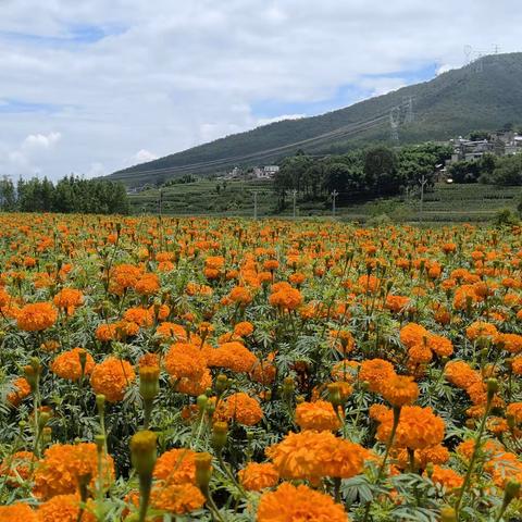 党旗飘扬，甲甸村｀三讲三评＂讲实花字经续集（三）