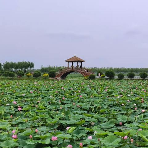 又是一年荷花开    又是一年赏花季