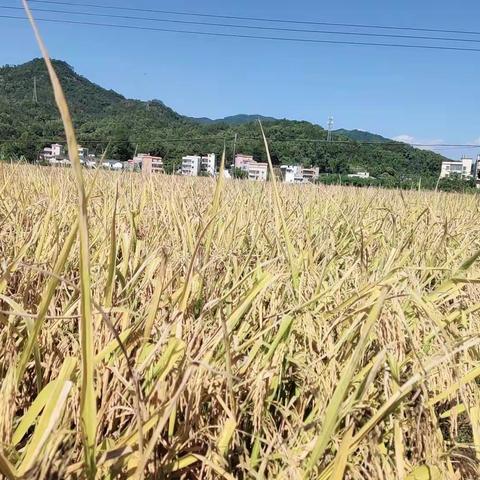 稻谷飘香 遇“稻”美好-城北幼儿园秋游稻田之旅