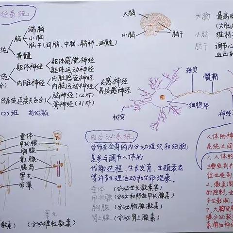 生物优秀思维导图赏鉴&投票